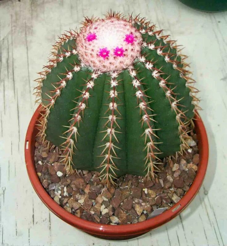 Маммилярия Бакеберга альбиспина (mammillaria backebergiana albispina)
