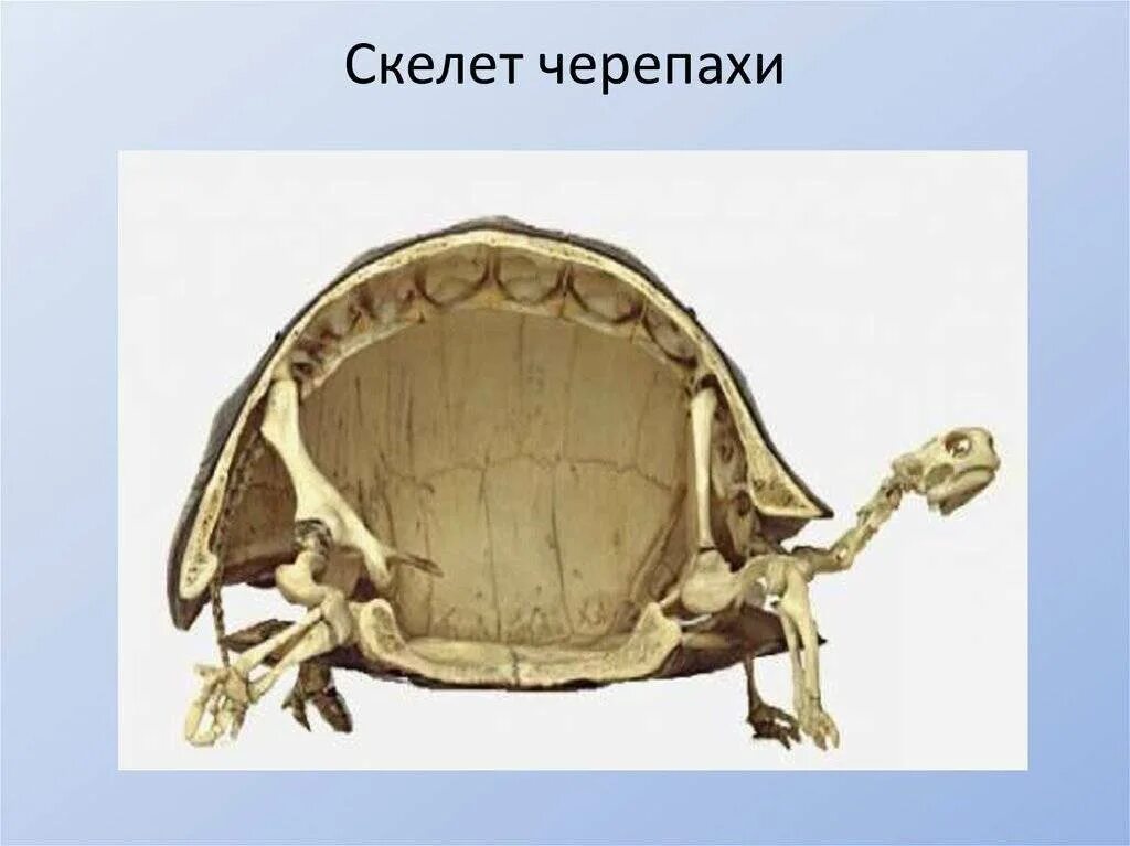 Панцирь черепахи скелет. Строение скелета красноухой черепахи. Скелет сухопутной черепахи. Скелет черепахи сбоку. Части панциря черепахи