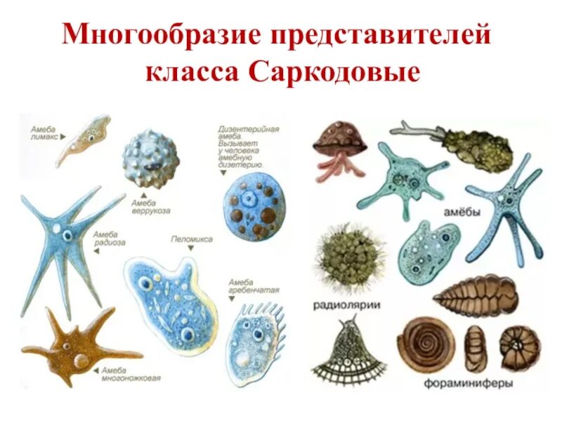 Представители группы простейших. Простейшие класс Саркодовые представители. Представители класса Саркодовые корненожки. Свободноживущие Саркодовые представители. Тип простейшие класс Саркодовые.