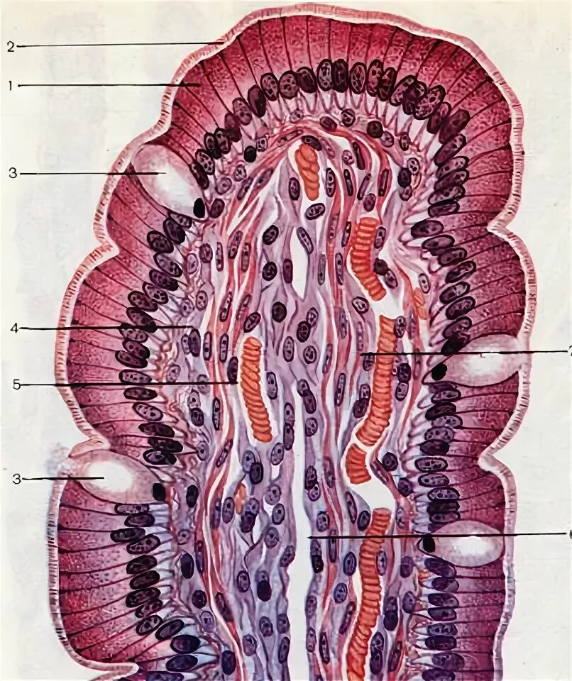 Слизистая оболочка 12 кишки. Однослойный призматический эпителий кишечника. Однослойный призматический каемчатый эпителий тонкого кишечника. Микроворсинки тонкой кишки гистология. Микроворсинки кишечника гистология.