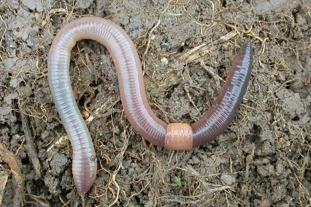 Слизь дождевых червей. Червь Земляной (Lumbricus terrestris). Малощетинковые кольчатые черви. Малощетинковые дождевой червь. Дождевой червь выползок.