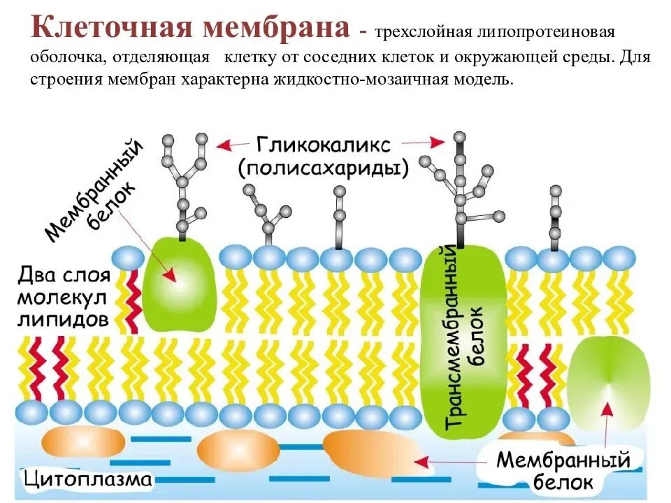 Структура клетки плазматическая мембрана. Плазматическая мембрана строение органоида. Строение плазматич мембраны клетки. Строение клеточной мембраны 10 класс биология.