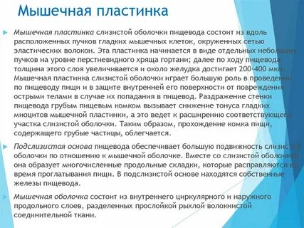 Мышечная пластинка слизистой оболочки пищевода латынь