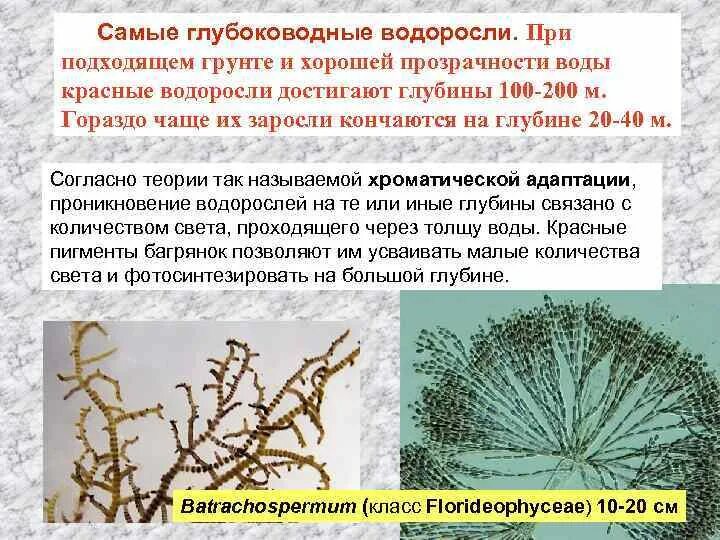 Бурые водоросли глубоководные. Глубоководные водоросли. Самые глубоководные водоросли. Глубоководная красная водоросль. Бурые водоросли самые глубоководные.