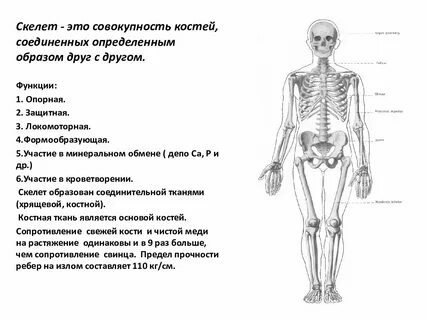 Остеология это