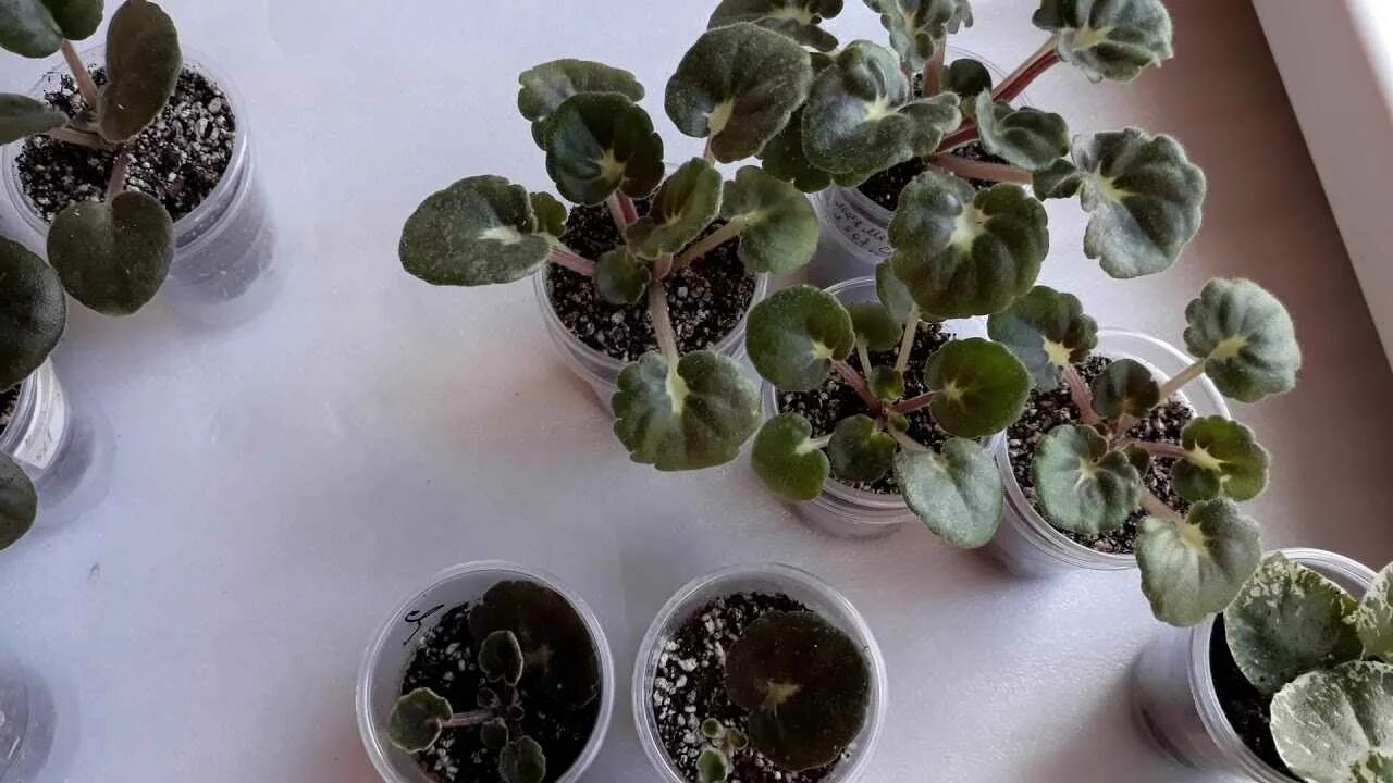 Как развести фиалки. Фиалки черенкование листочками. укореняем фиалки в перлите. сенполия черенкование. черенкование фиалки листом.