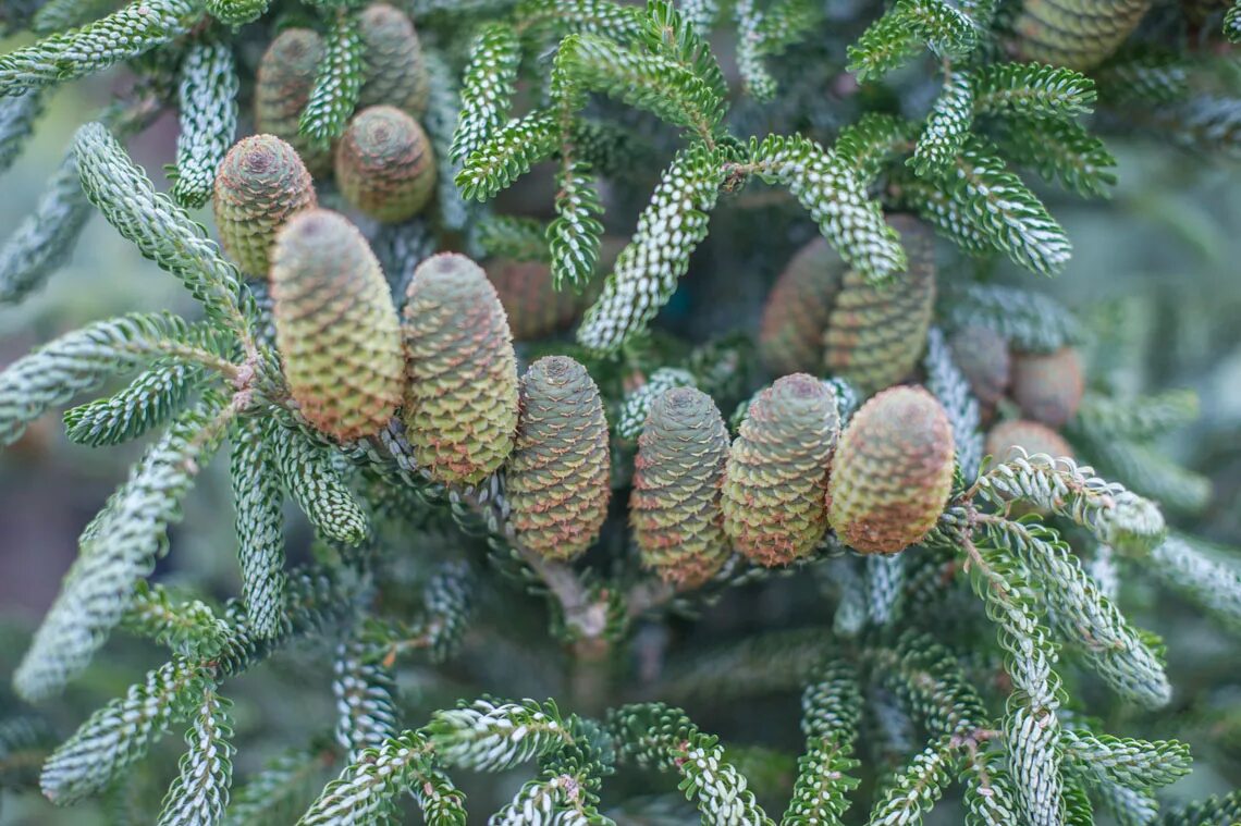 пихта корейская сильберлок. пихта корейская молли. пихта корейская abies koreana. пихта корейская шишки. пихта корейская кореана.