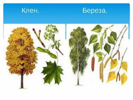 Клен береза дуб деревья