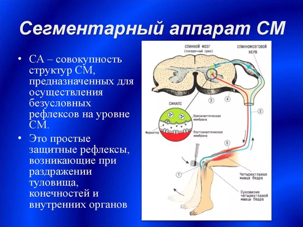 Центры ориентировочных рефлексов человека находятся в. Сегментарный и проводниковый аппарат спинного мозга. Сегментный аппарат спинного мозга. Собственный сегментарный аппарат спинного мозга. Клиническая анатомия сегментарного аппарата спинного мозга.