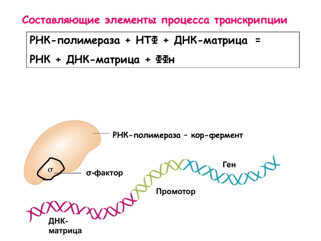 Процесс транскрипции. Транскрипция РНК схема. Транскрипция ДНК. Транскрипция РНК полимераза. Описание процесса транскрипции