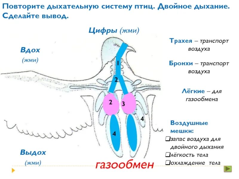 Дыхательная система птиц птиц. Класс птицы строение дыхательной системы. Дыхательная система птиц анатомия. Схема строения дыхательной системы птиц.