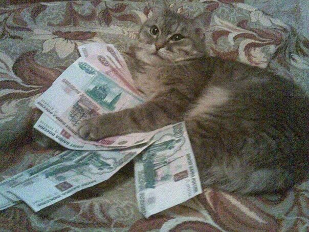 Дай деньга. Дайте денег котик. Кот дает деньги. Кот взяточник. Котенок и денюжка.