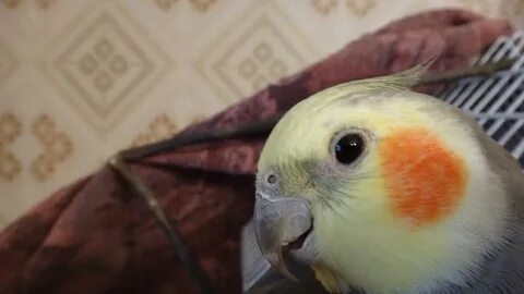 Корелла апельсин
