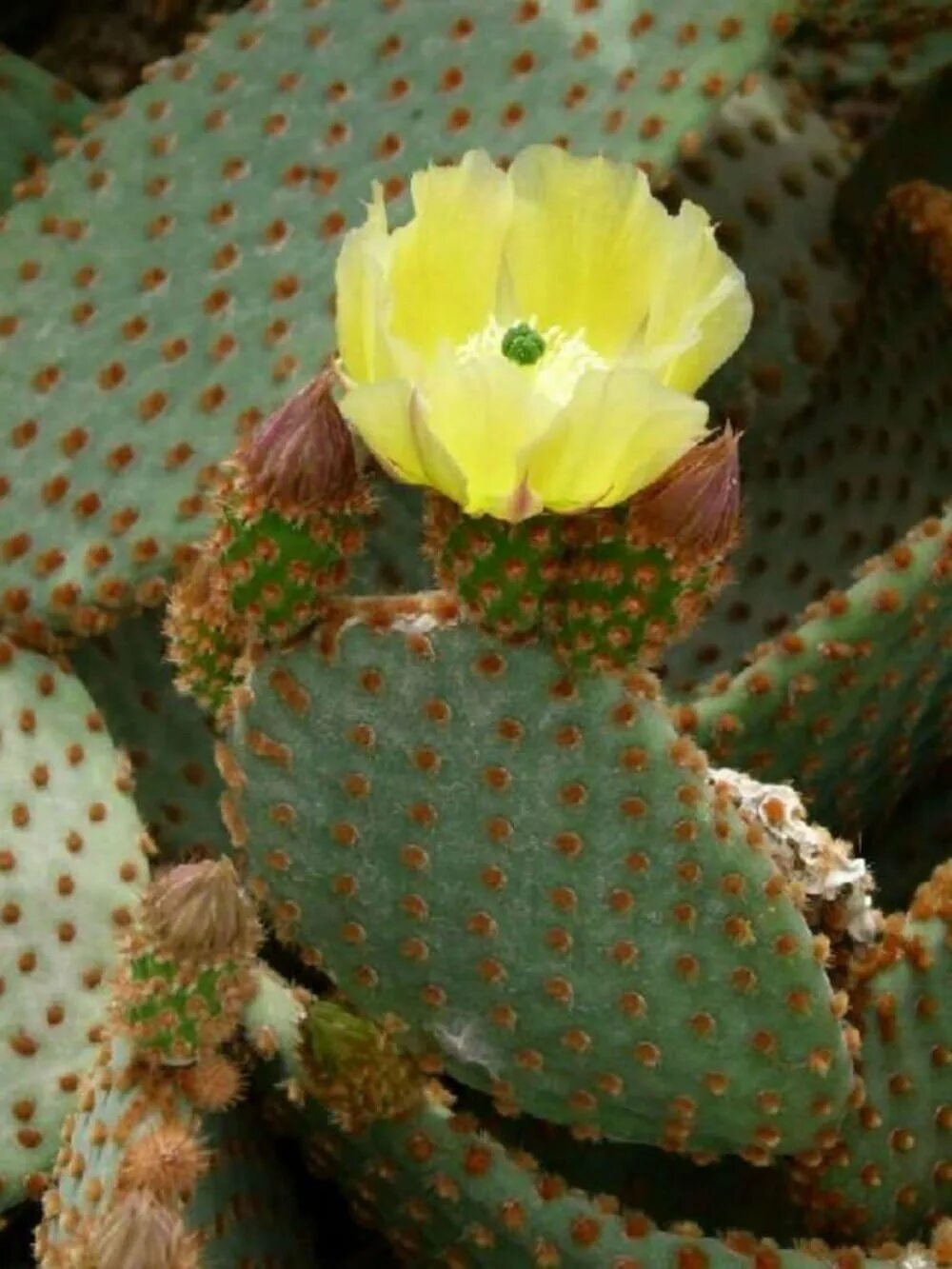 Пунция. Опунция Microdasys. Кактус Opuntia Microdasys. Опунция rufida. Опунция (Opuntia).