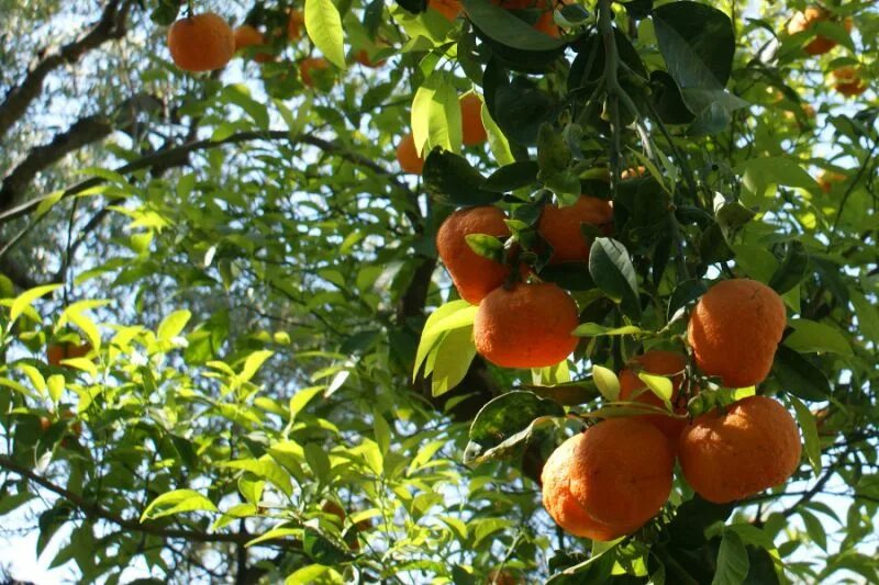 Персики в Абхазии. Персики на дереве в Абхазии. Субтропические плодовые растения Сочи. Персиковые деревья в Абхазии. Какой фрукт растет в сочи манго