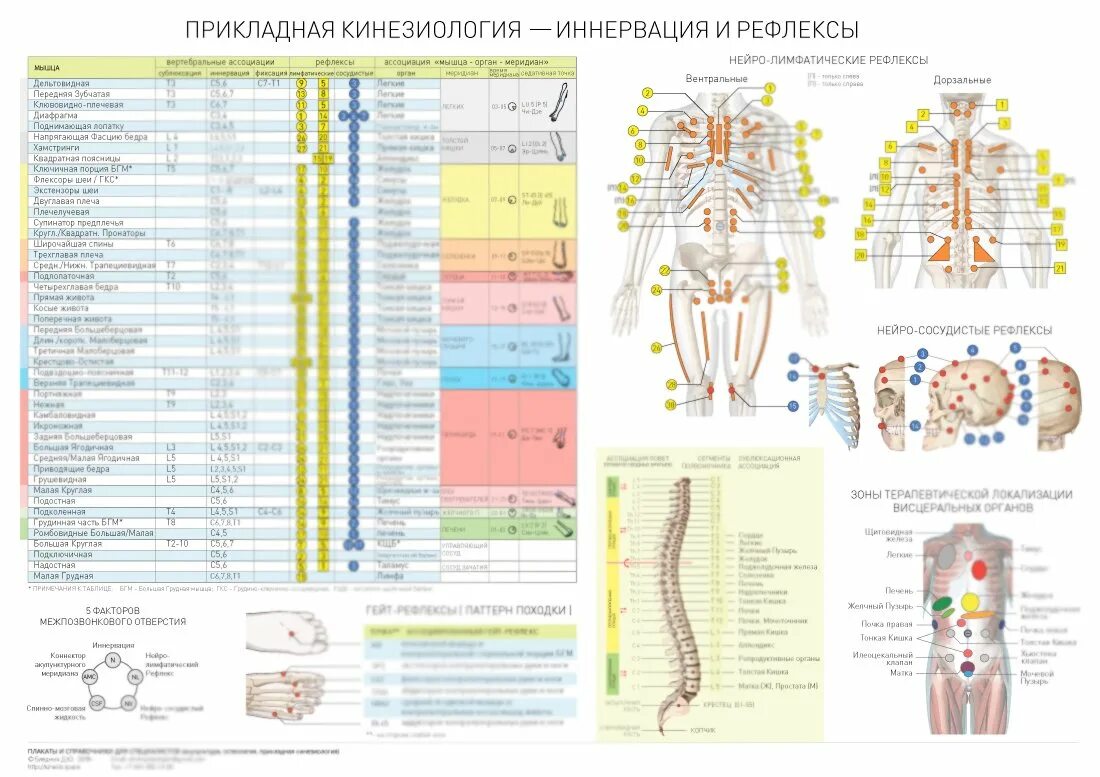 Иннервация и рефлексы. Иннервация и рефлексы плакат. Иннервация и рефлексы плакат по прикладной кинезиологии. Взаимосвязь мышц и внутренних органов. Связь мышц и внутренних органов кинезиология.