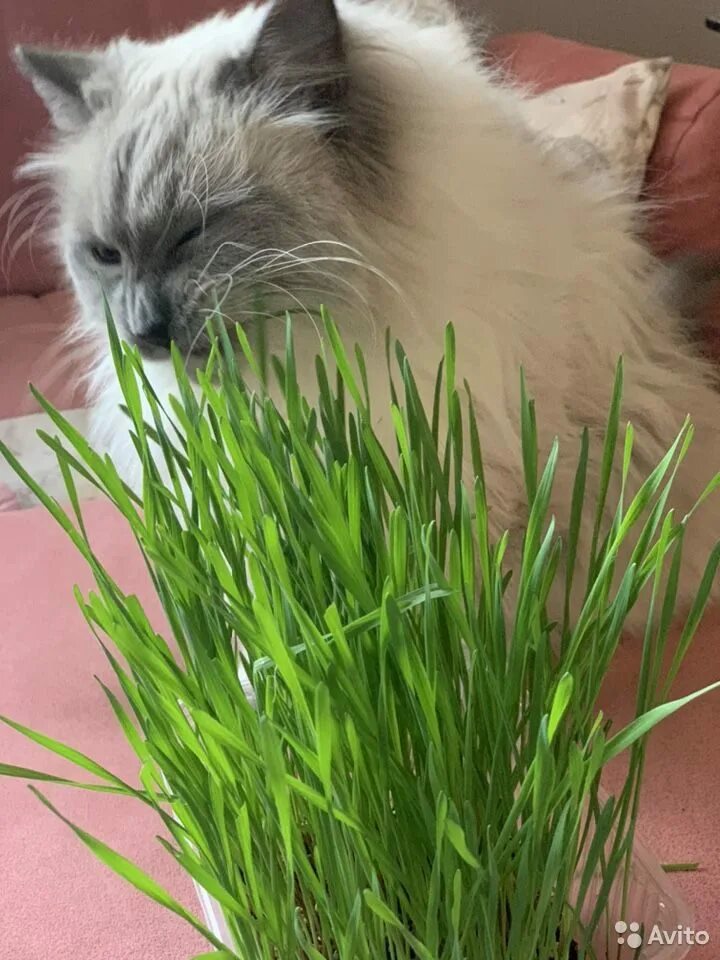 Овес для животных. Трава для кошек в зоомагазине. Овес для лошадей. Овес голозерный семена. Овес собакам можно.