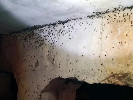 Куда обращаться если в доме тараканы