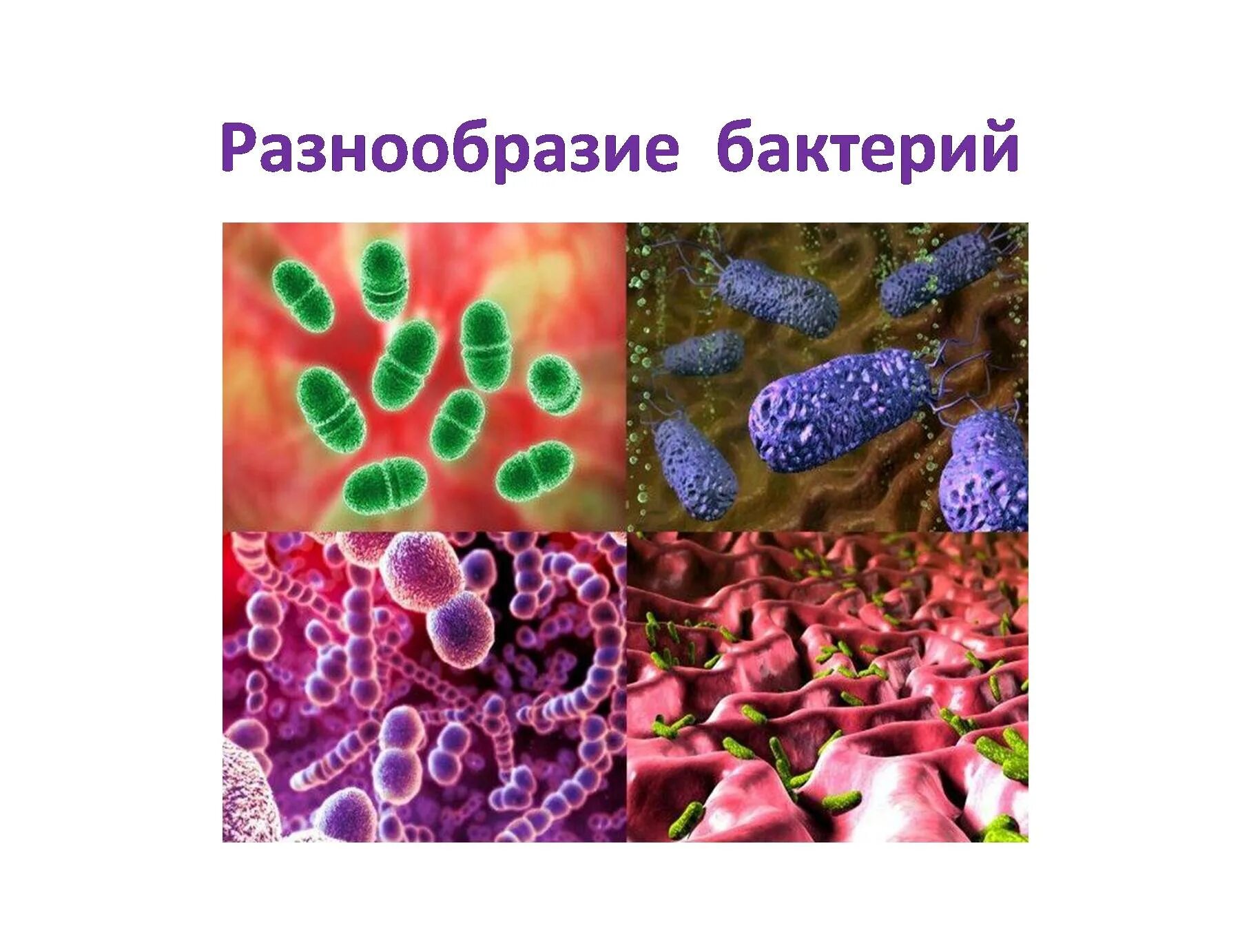 2 бактерии 1 8. Многообразие бактерий. Бактерии — микроскопические одноклеточные организмы,. Бактерии по окружающему миру. Разнообразие микроорганизмов.