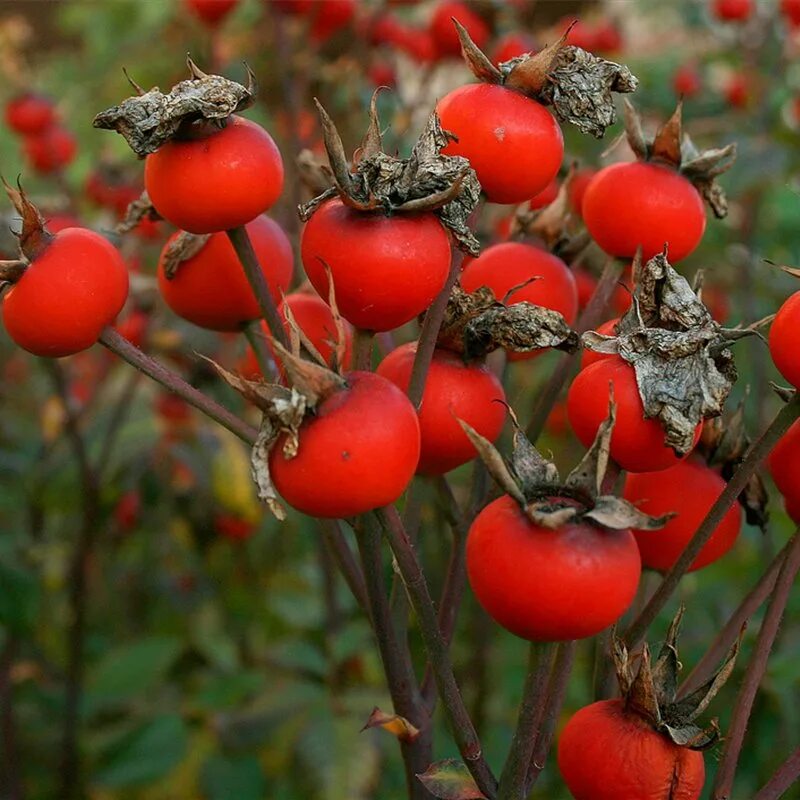 Шиповник ягоды. Плод розы. Шиповник бесшипный. Плод розы. Шиповник горенковский.