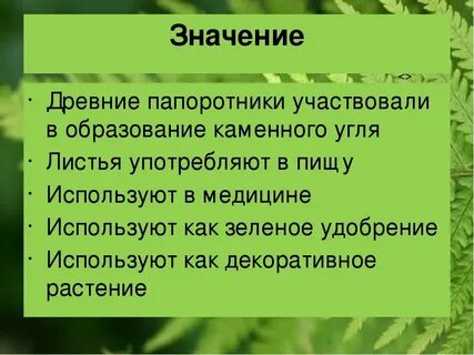 Папоротники значение для человека и природы