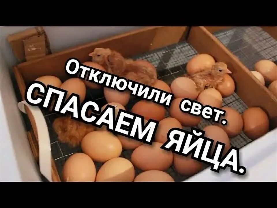 Отключение инкубатора. Что делать отключили свет с инкубатором. Отключился инкубатор на 4 часа. Что делать с инкубатором если отключили электричество. Что делать если отключили свет в инкубаторе.