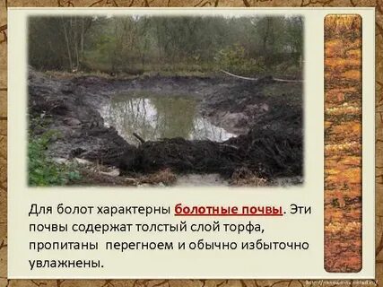 Почвы болот
