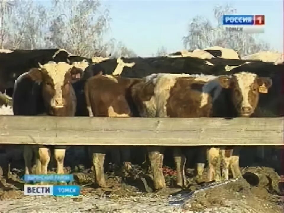 Богословка тамбовская область. Село беловодовка томская область. Погода в богословке томская область. Погода в богословке томская область. Село зырянское томская область.
