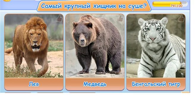Самый большой хищник на суше. Самый крупный хищник на суше. самый большой хищник на земле на суше. самый крупный хищник в мире на суше. самый крупный хищник суши на земле.