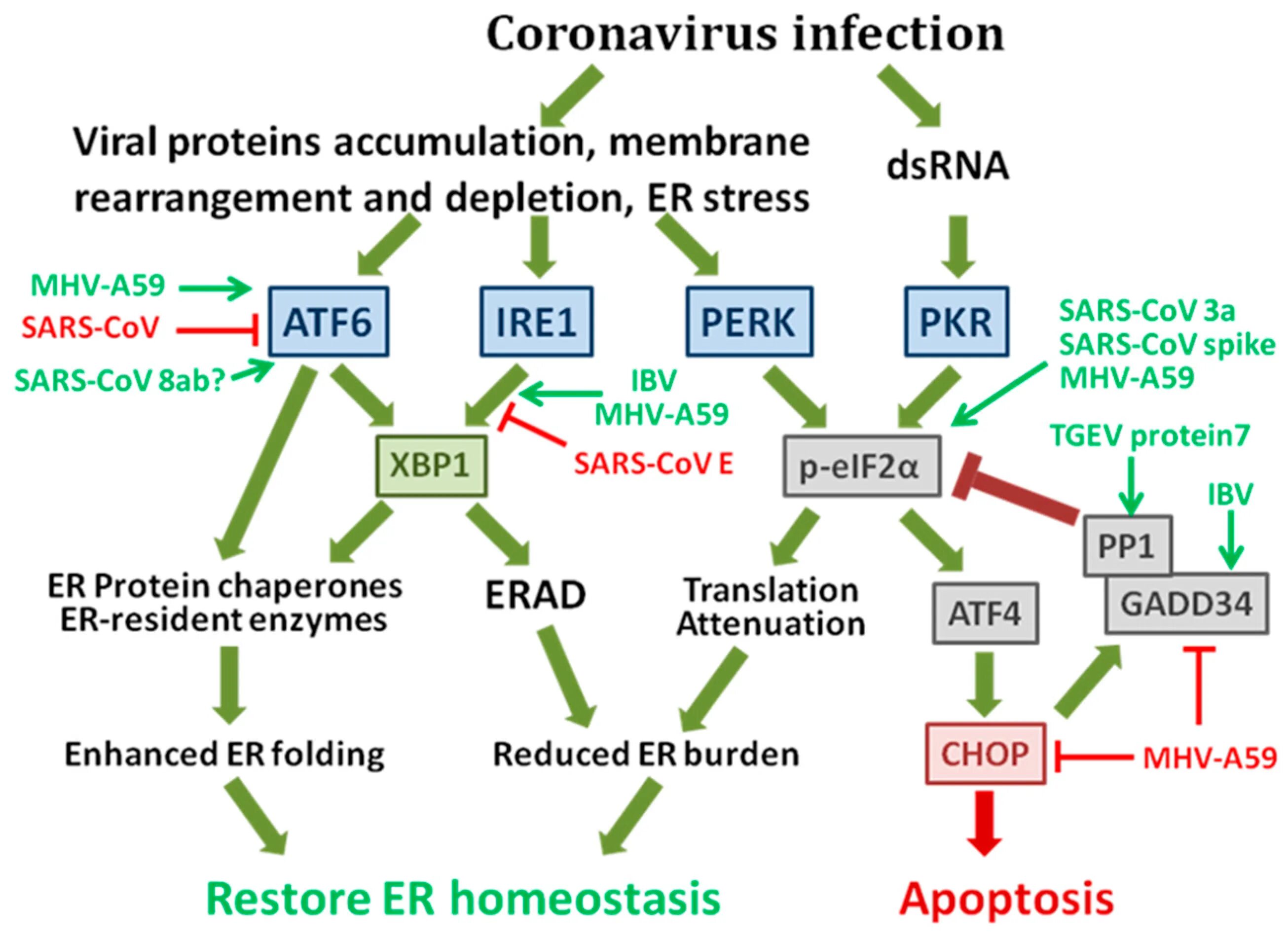 Coronavirus infection. Теории возникновения коронавируса. Этиология коронавируса. Жизненный цикл коронавируса.