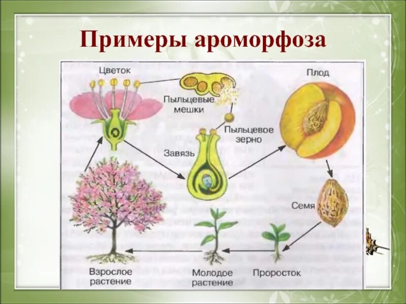 Установите последовательность появление плодов. Ароморфоз примеры. Примеры ароморфоза у растений. Ароморфоз примеры у животных и растений. Примеры ароморфоза в биологии.