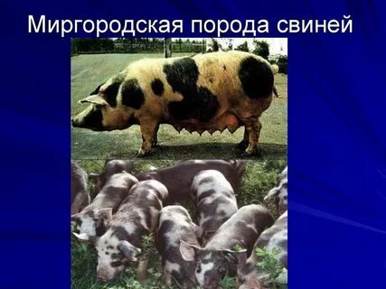 Породы свиней характеристика фото