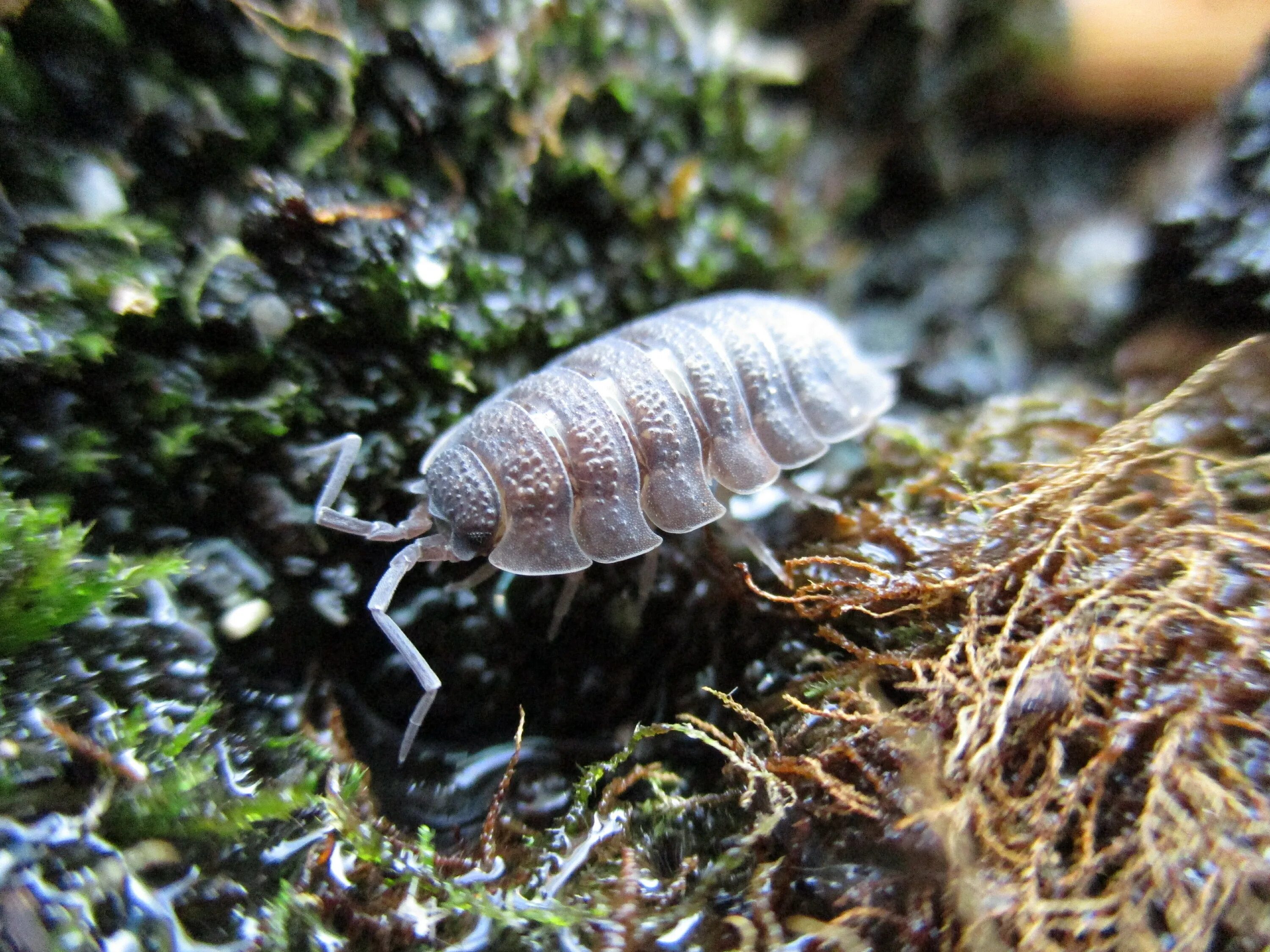 Мокрица рак. Мокрица жук. мокрицы porcellio. мокрица шероховатая (porcellio scaber). мокрицы porcellio laevis orange.