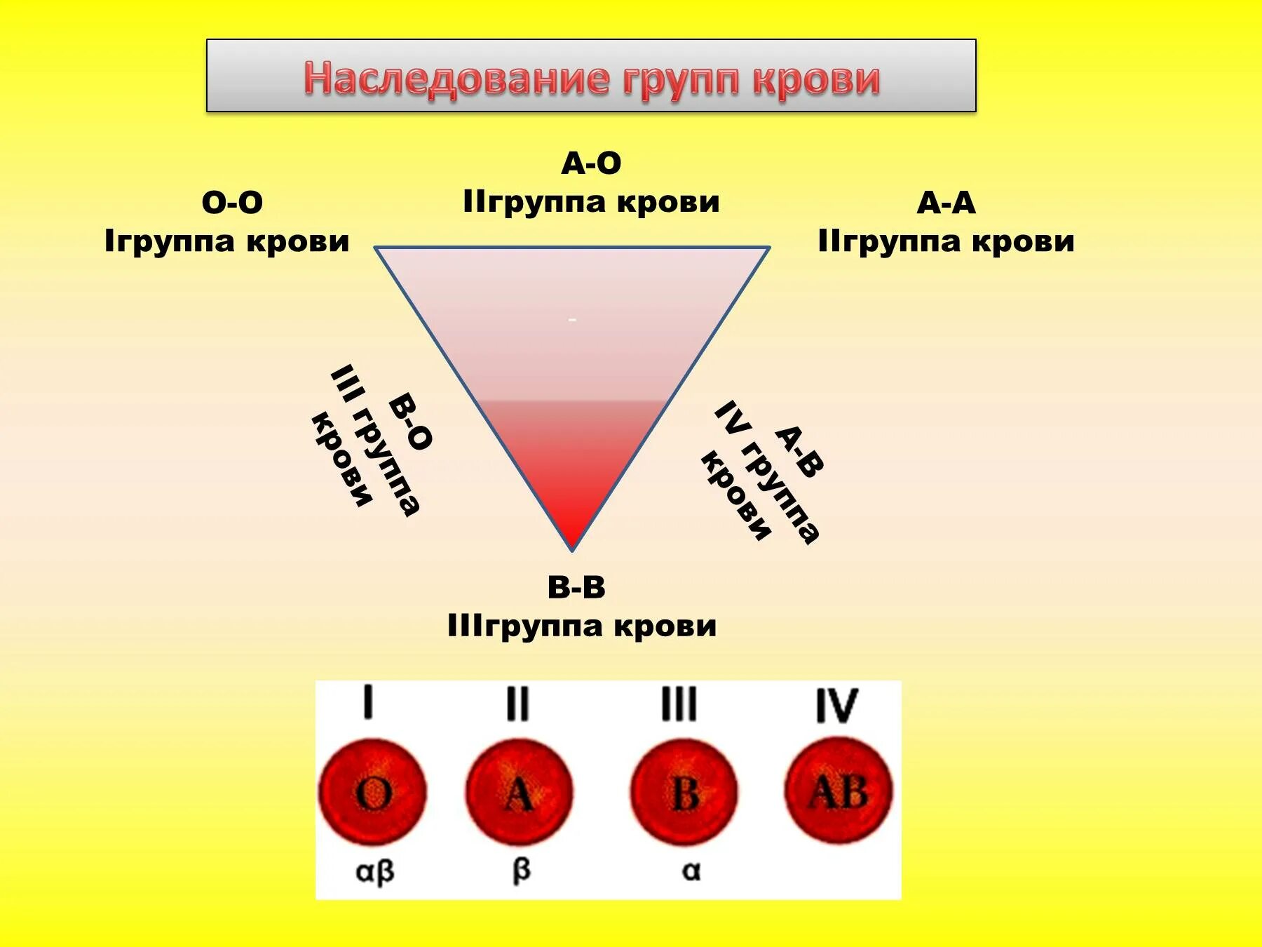 Группа крови. Наследование групп крови. Взаимодействие неаллельных генов. Группы крови.. Взаимодействие генов групп крови