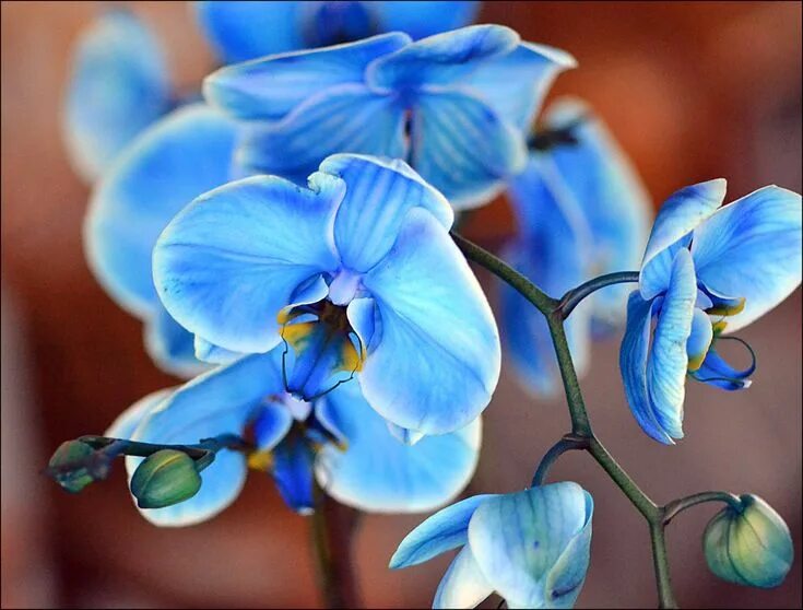 Vanda-Blue Orchid Orchidée bleue, Orchidée, Fleurs exotiques