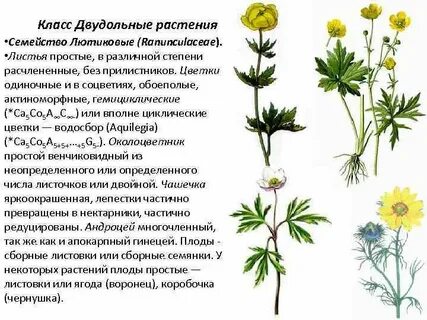 Виды лютиковых растений