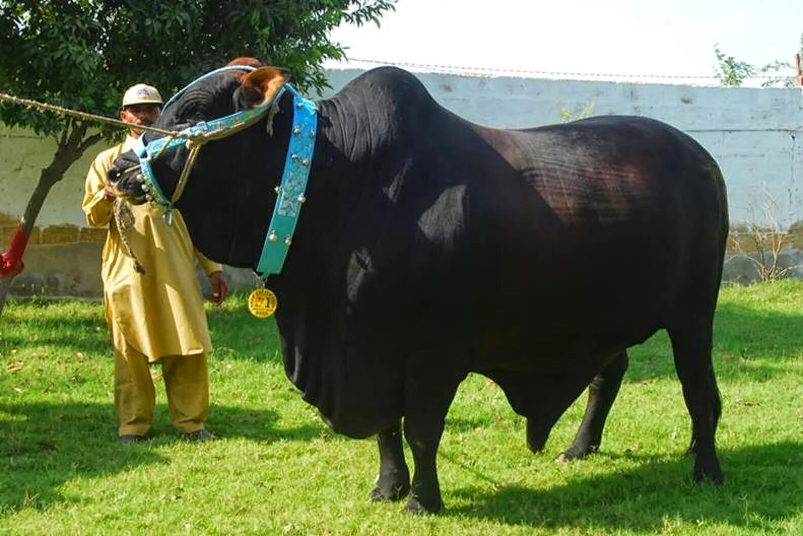 Мусульманская корова. Огромная корова. Самая большая корова в мире. Корова гигант. Брахман корова.