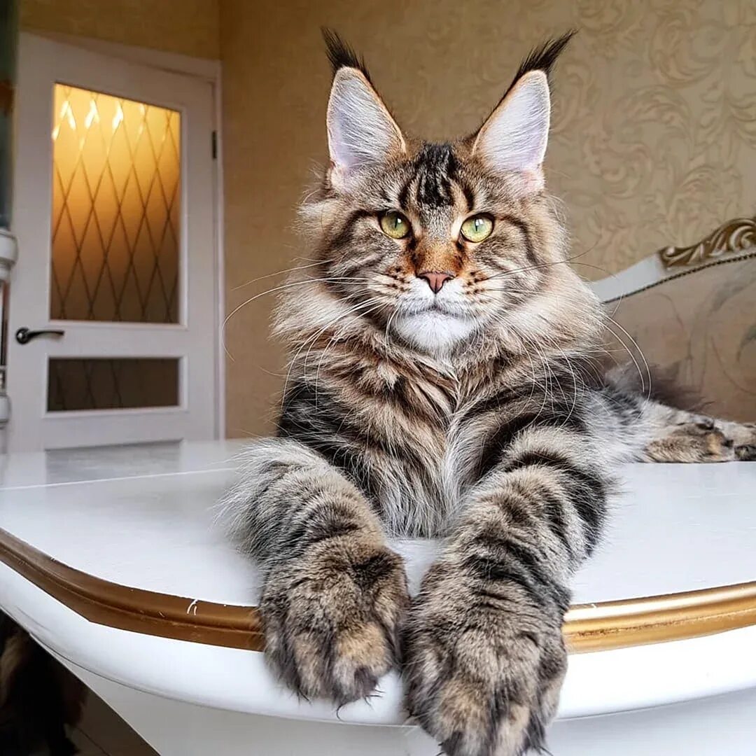 Какая большая кошка