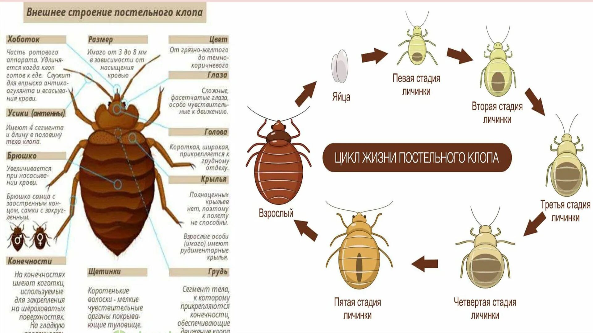 Сколько живет клоп в квартире. Цикл развития постельного клопа схема. Внешнее строение постельного клопа. Личинка постельного клопа строение. Цикл развития клопов постельных.