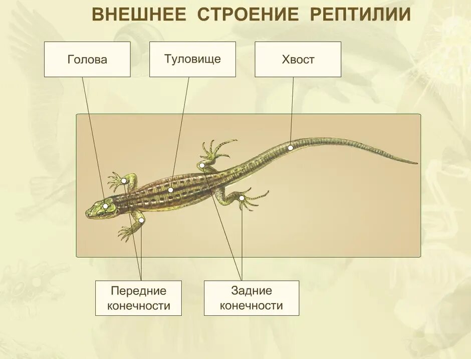 Особенности внешнего строения рептилий