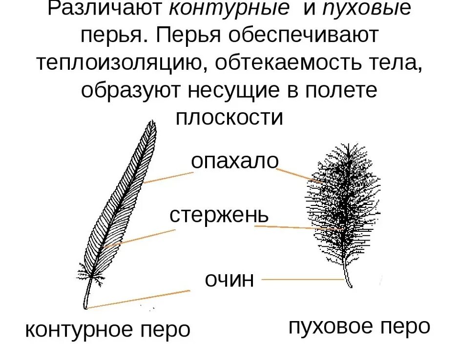 Пера установить. Пуховое перо птицы строение. строение пухового пера птицы. пуховое перо голубя строение. зарисовать строение пера птицы.