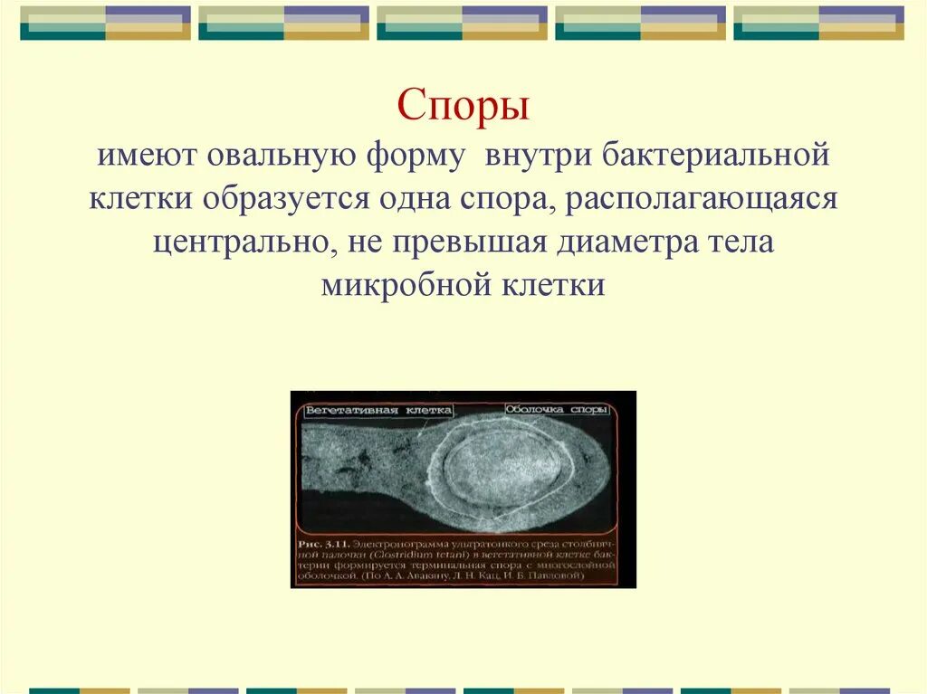 Овальную форму имеют бактерии. Споры микробиология. Споры внутри бактериальных клеток. Овальную форму клеток имеют. При резких изменениях температуры бактериальная клетка образует