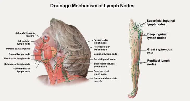 Тонзиллярные лимфоузлы. Расположение лимфоузлов. Лимфатические узлы у женщин. Лимфатические узлы плеча. Где у женщины расположены лимфоузлы