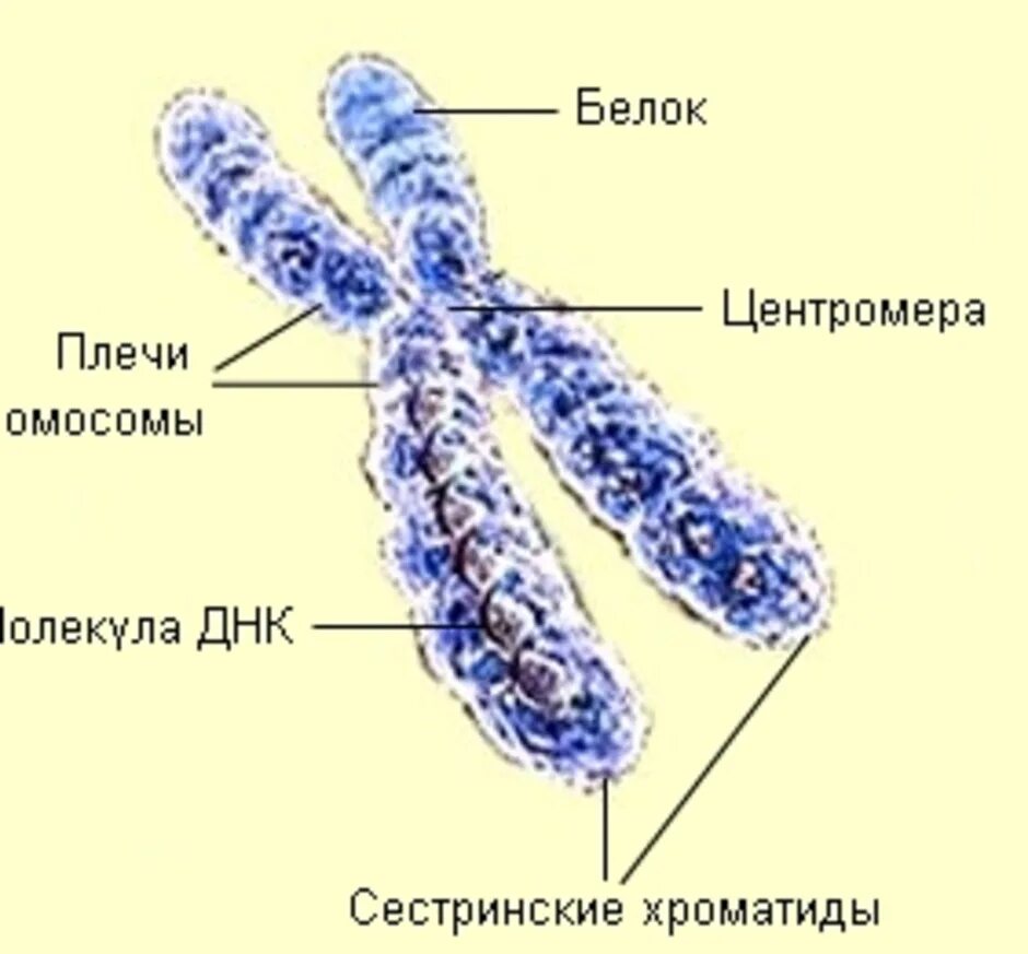 На рисунке изображена хромосома