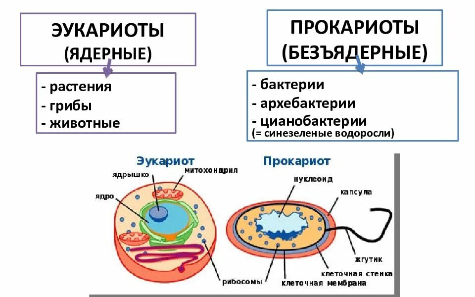 Сравнение прокариот и эукариот рисунок. Строение клетки прокариот и эукариот таблица с рисунками. Прокариоты и эукариоты. Эукариоты ядерные.