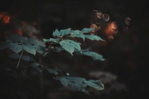 Ночь осень листья
