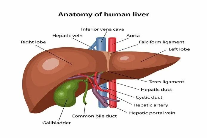 Работа печень человека. Печень анатомия человека. Края печени анатомия. Печень рисунок анатомия.