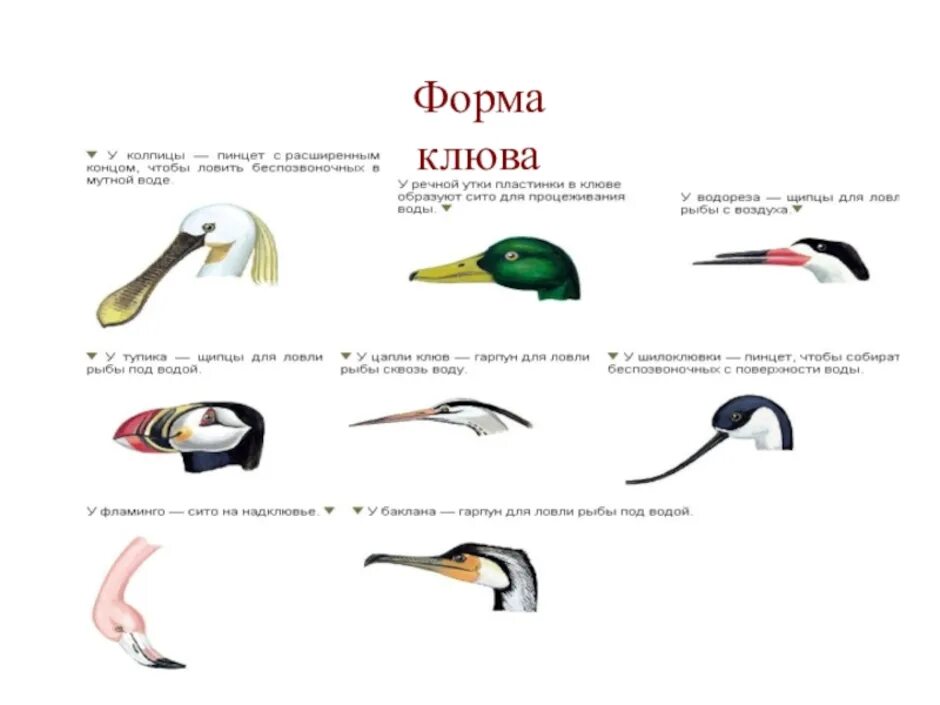 Клюв верхний клюв нижний клюв: найдено 85 картинок