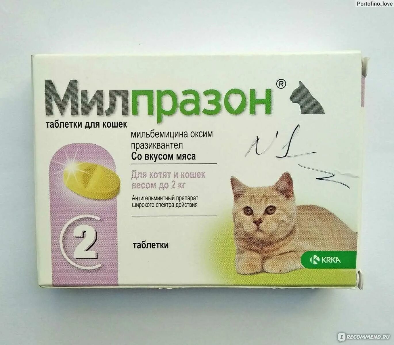 Можно ли дать коту обезболивающее