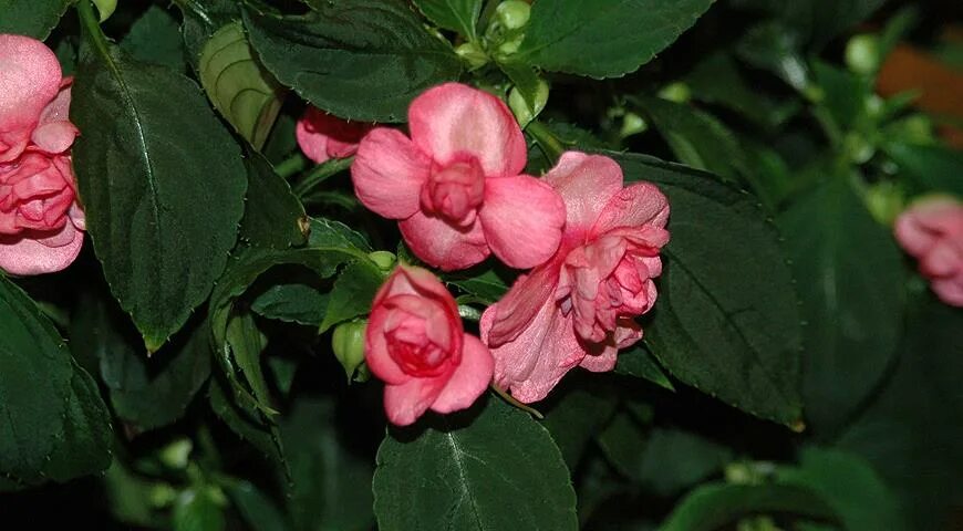 Как сохранить бальзамин зимой. Бальзамин coral bells. бальзамин салмон шифон. fiesta coral bells бальзамин. бальзамин impatiens coral bells.
